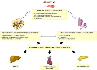 Obesity, Male Reproductive Function and Bariatric Surgery